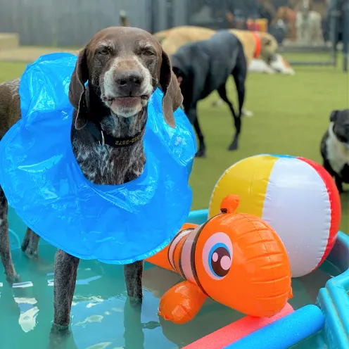 Dog in pool with floaties